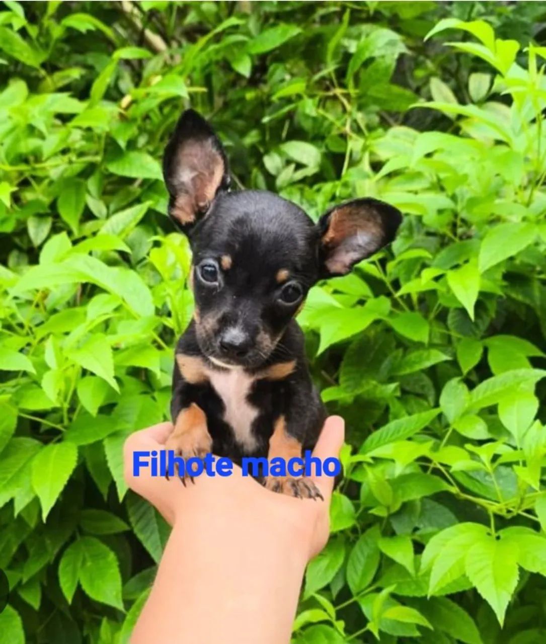 Filhote 