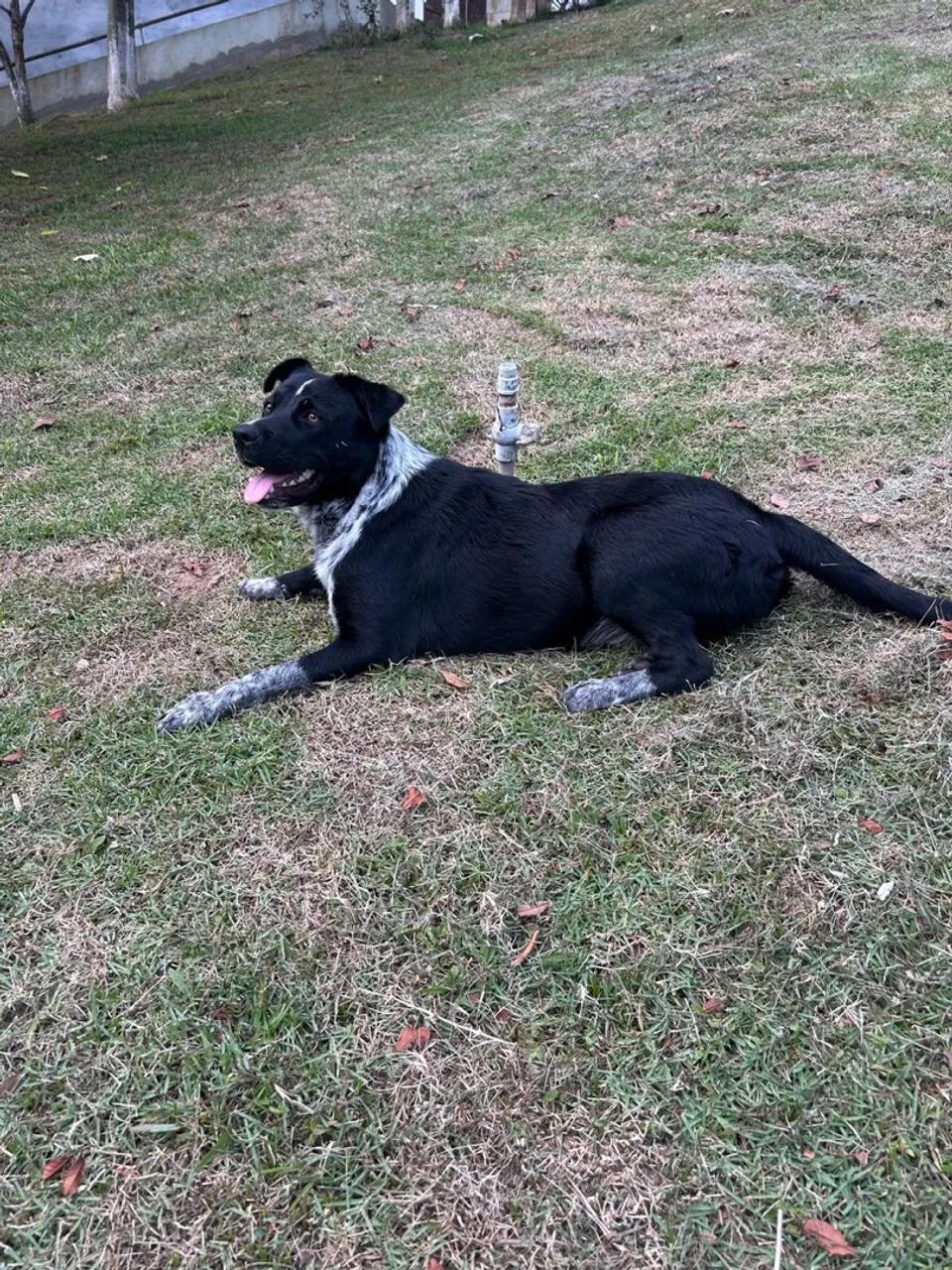 Doação de cachorro