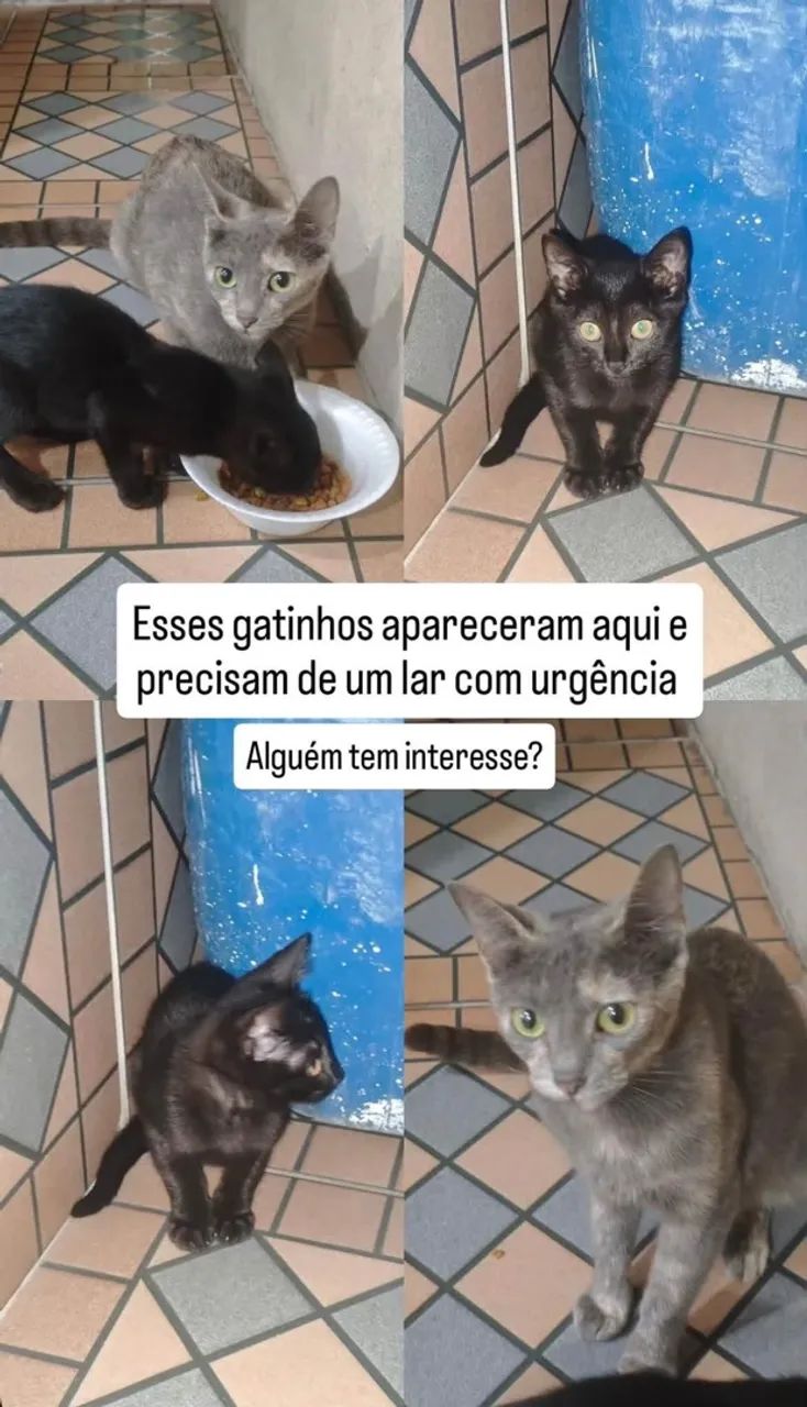 Doação  - Foto 3