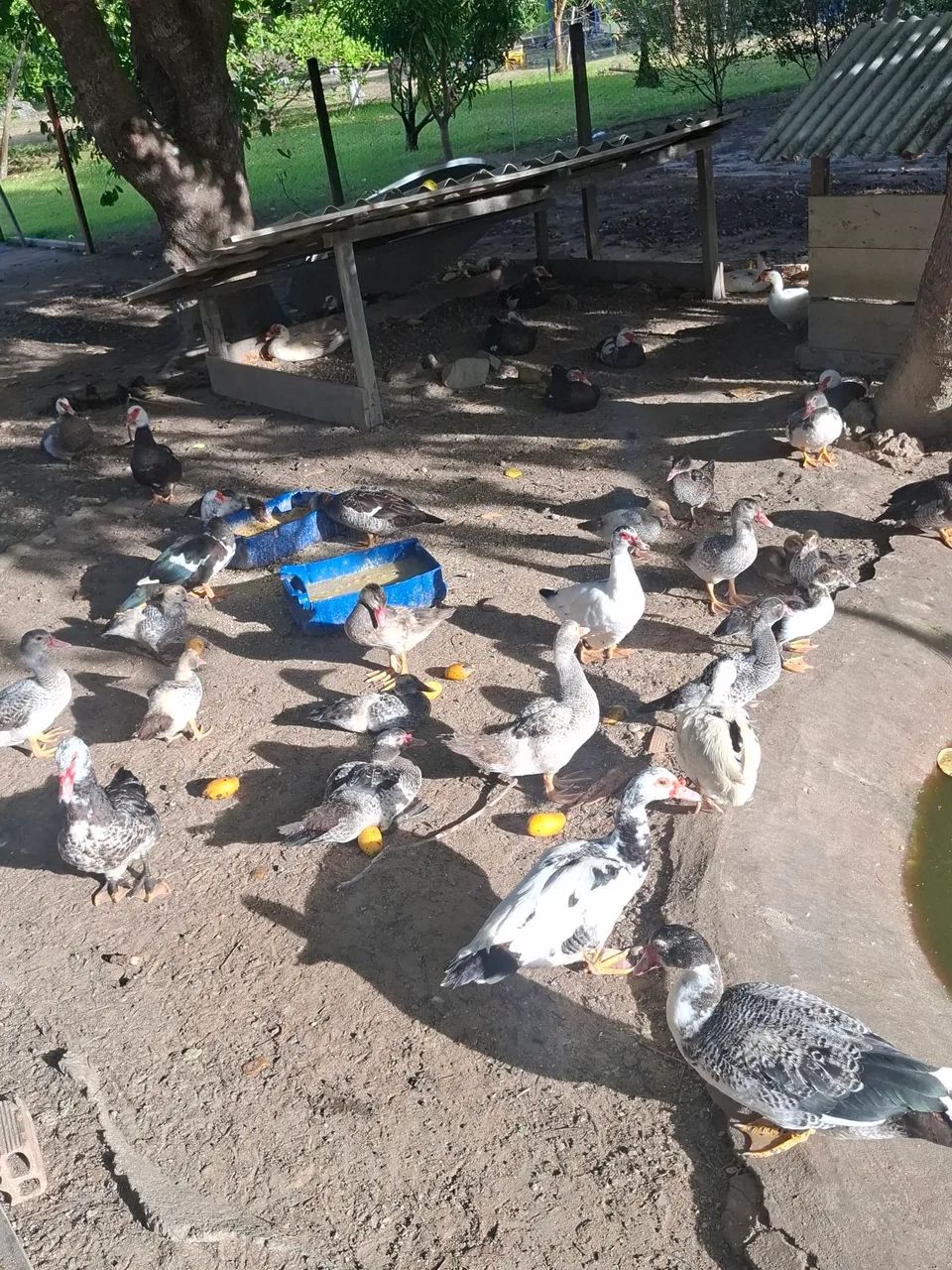 Vende-se patos65048999539843120