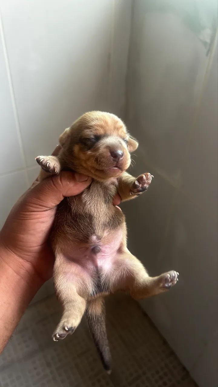 Basset Dachshund Miniatura/Anão - Filhotes salsicha  - Foto 5