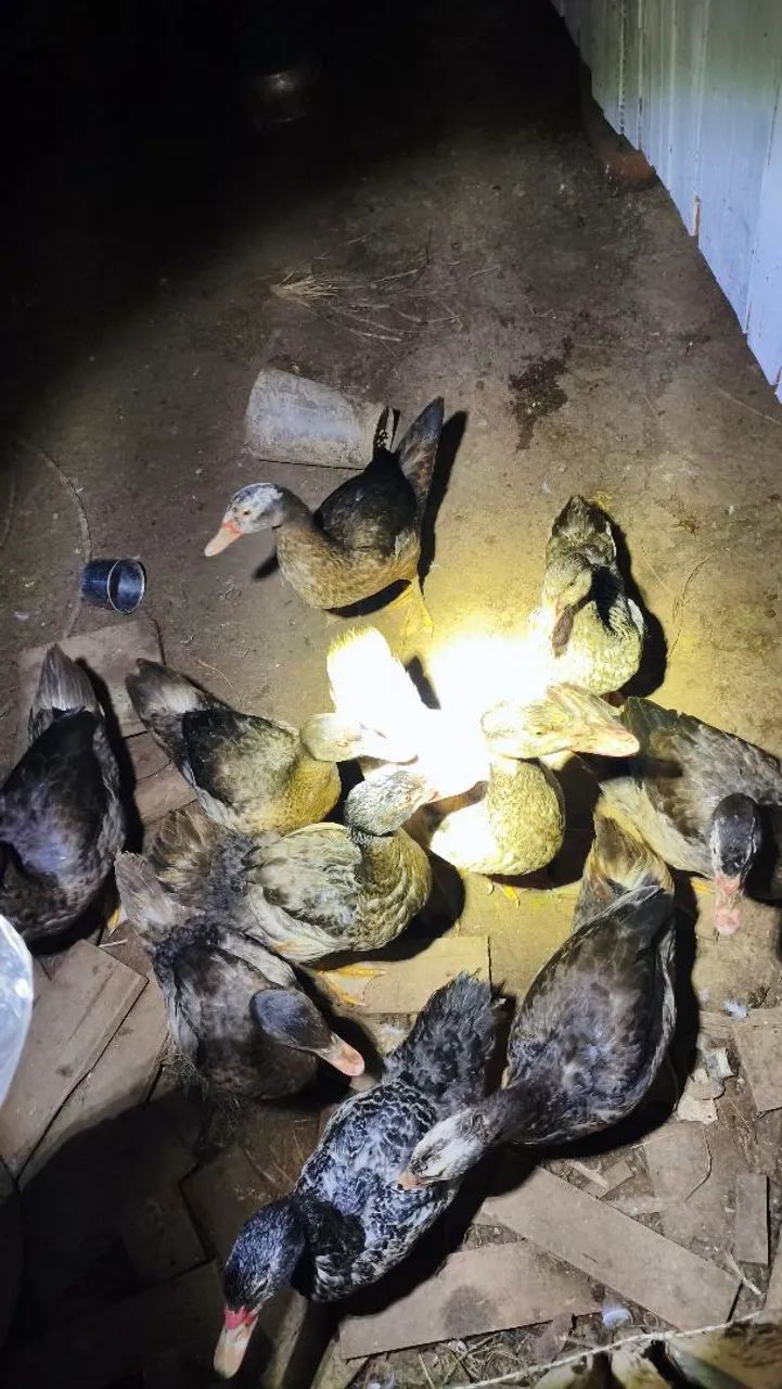 Patos belgas  - Foto 3