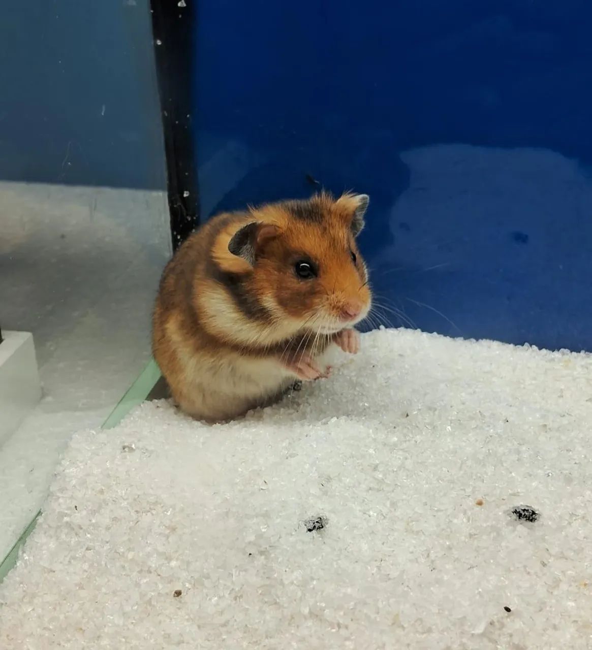 Hamster sirio  - Foto 4