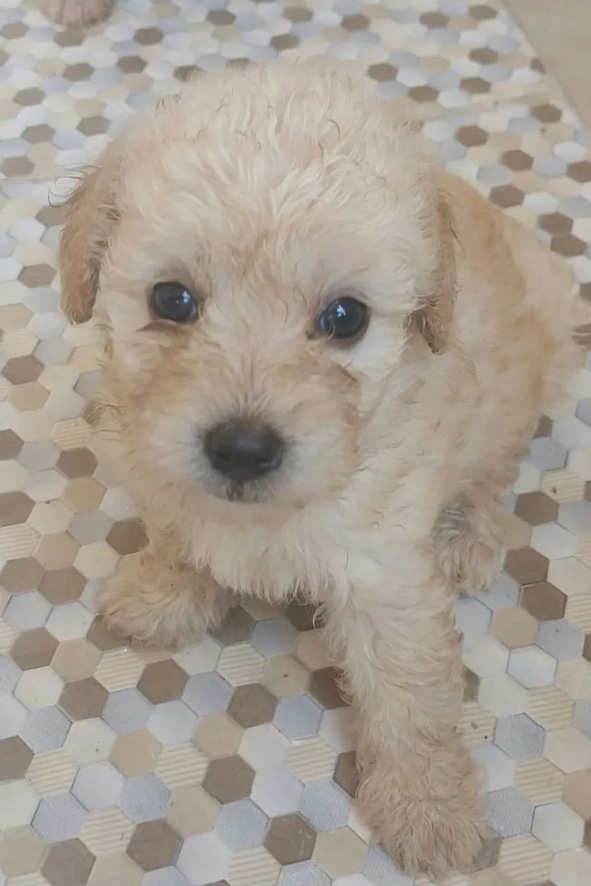 Poodle  - Foto 4