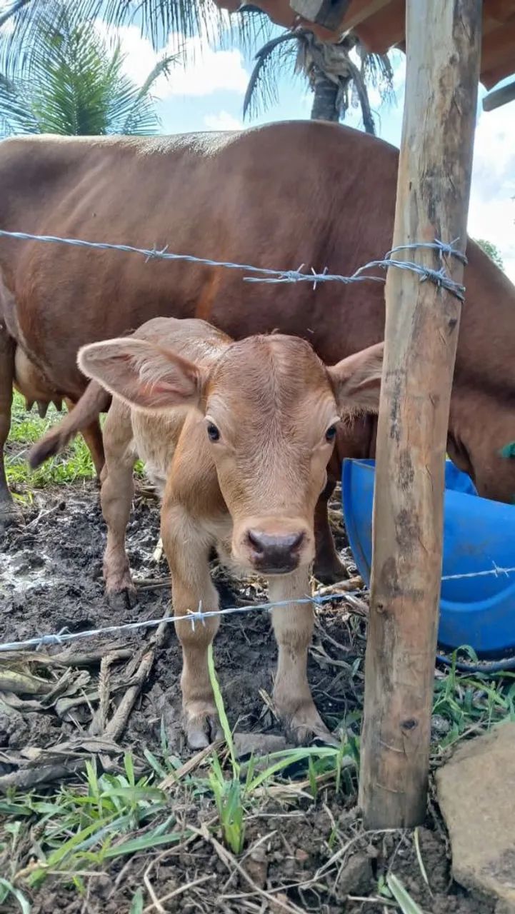 Vaca e Bezerra fêmea  - Foto 5