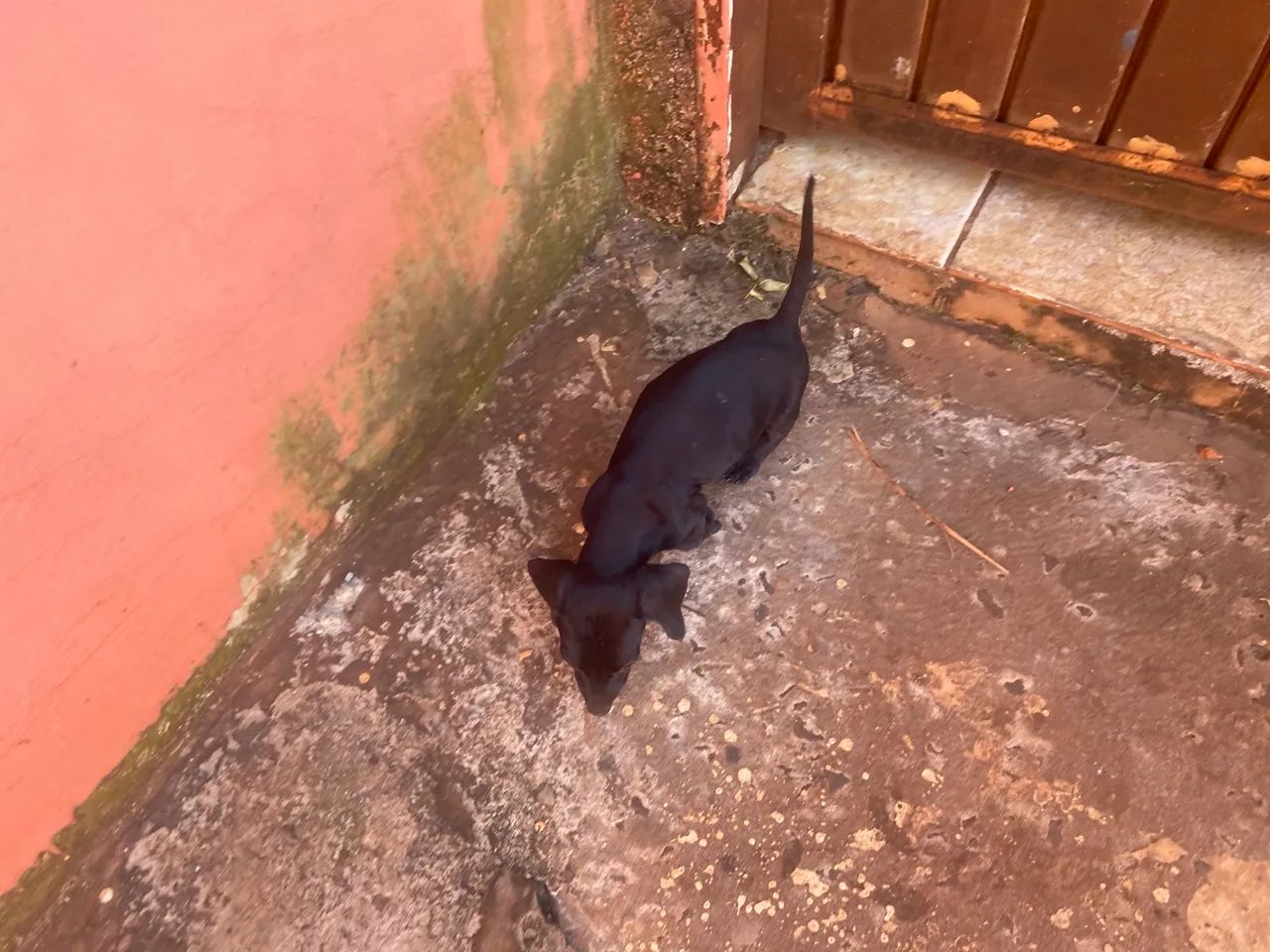 Cofap macho - Foto 2