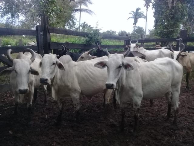 Vaca e bezerro