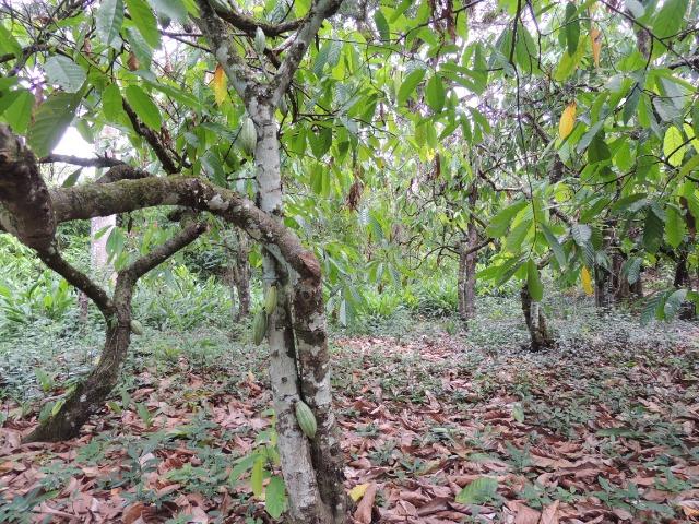 Vendo fazenda, excelente para plantar café ou eucalípto - Foto 5