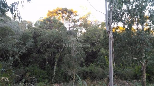 Terreno à venda, , invernador - urubici/sc - Foto 4