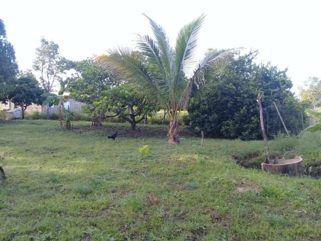 Vende-se uma chácara - Foto 3