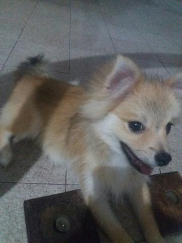 Spitz Alemão Fêmea - Foto 3