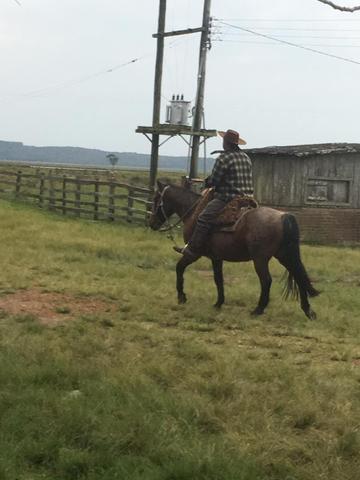 Lindos, égua e cavalo crioulos Puros mansos um já laça, - Foto 2