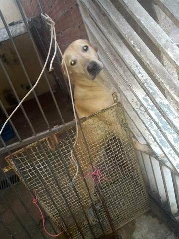 Doação cachorro labrador