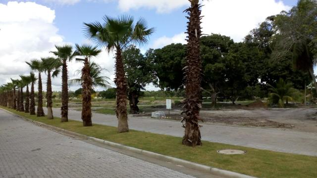 Casas customizadas/Direto c a Terra Brasilis! - Foto 7