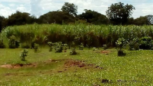 Fazenda em rio branco mt - Foto 5