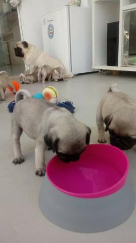 Filhotes Pug 60 dias de vida completados em 21.01.2020 . R$ 1.000,00 A Vista - Foto 3