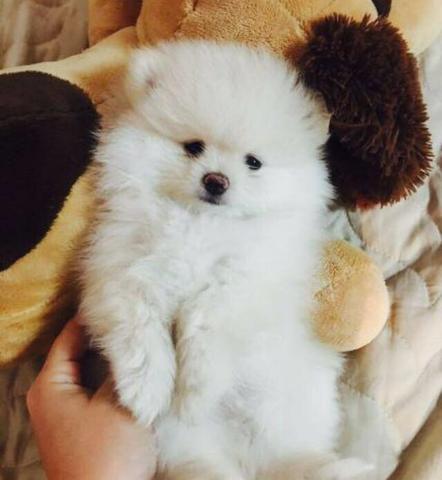 Anões Spitz Alemão / Lulu da Pomerânia - Foto 2