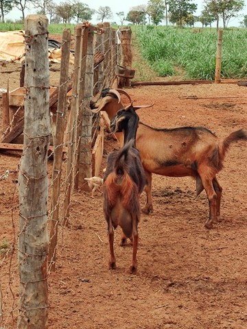 Cabras leiteiras 