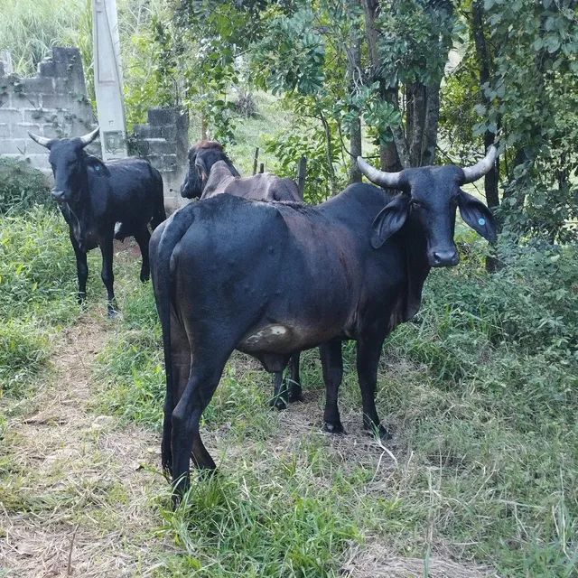 Vaca e Novilhas