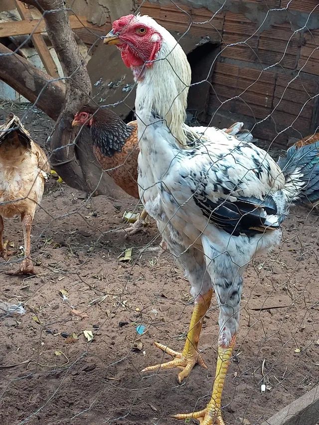 Vendo ovos galados  de galinhas india gigante 
