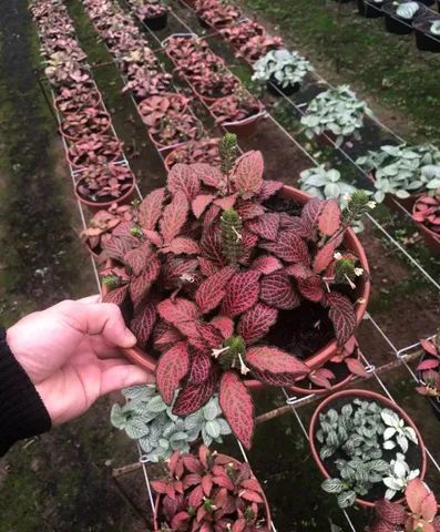 Plantas Ornamentais para Revenda    (Atacado e Varejo) - Foto 6