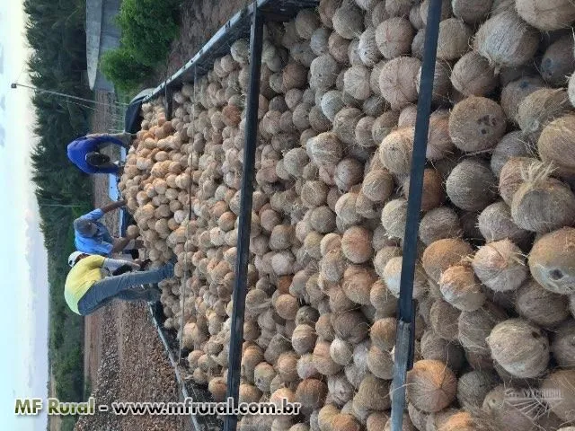 Coco seco caixa com 20 kg