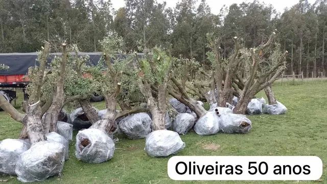 Oliveiras com 50 anos! - Foto 4
