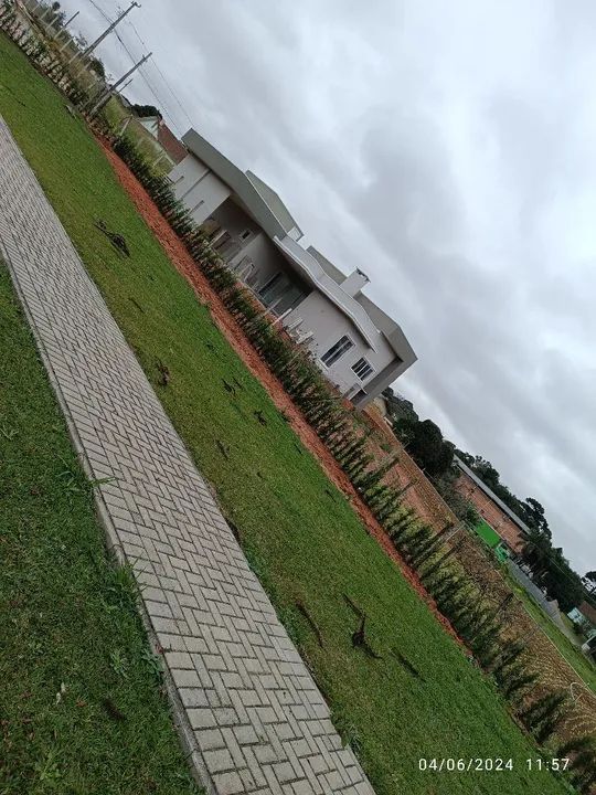 Podocarpo para cerca viva  - Foto 3