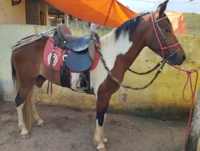 Cavalo Pampa luxo marcha picada - Foto 2