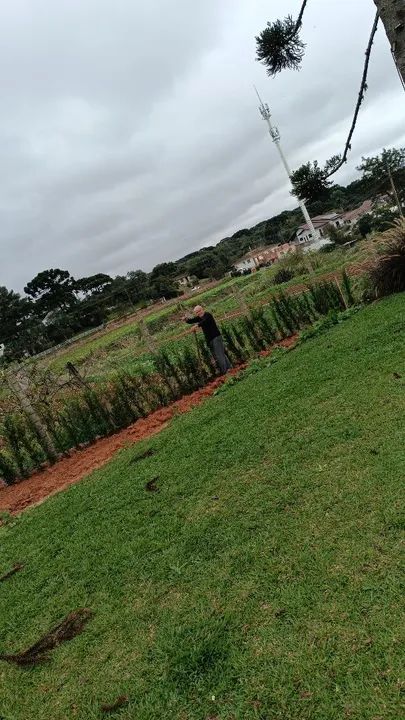 Podocarpo para cerca viva  - Foto 4