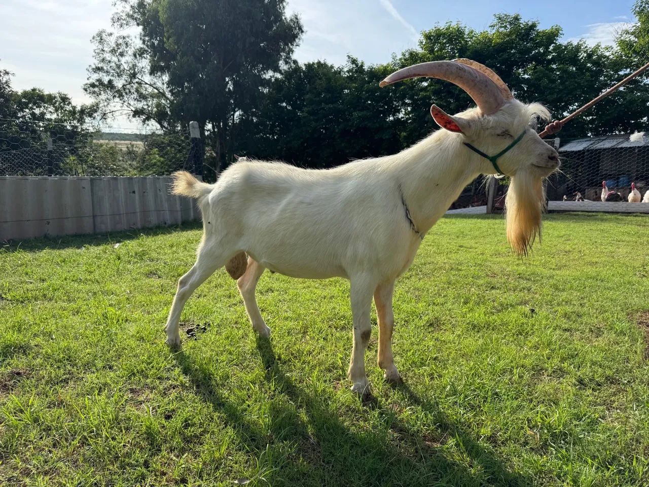 Cabras SAANEN em lactação é um Bode - Foto 3