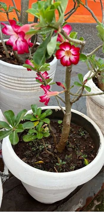 Vendo Rosas do Deserto 