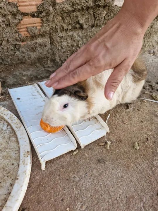 Porquinhos da Índia - Foto 4