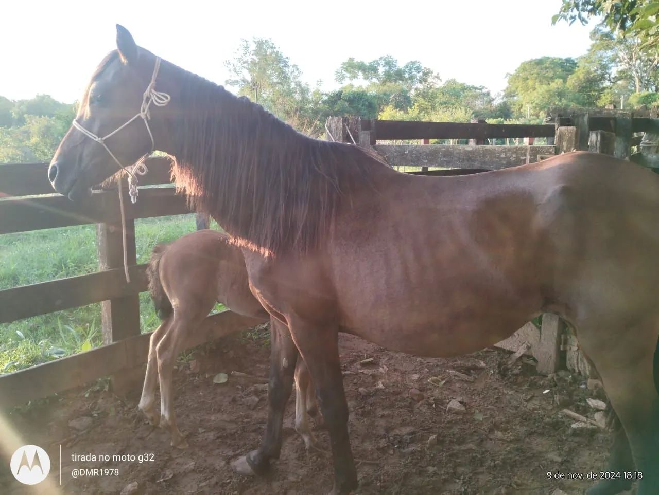Vendo égua  QM Parida 