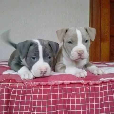  filhotes de Pitbull blue e lilac 