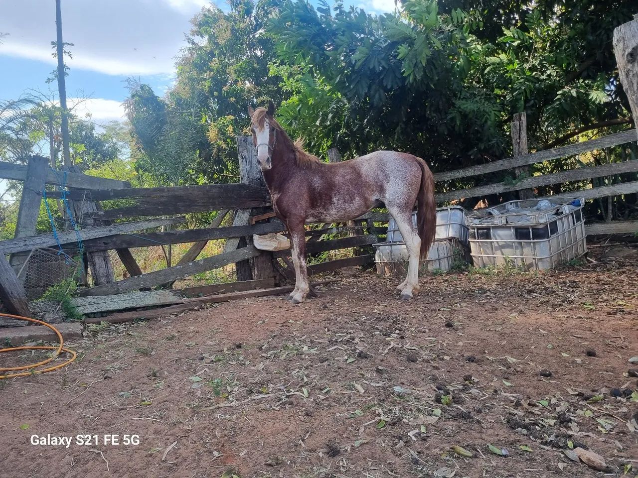 Cavalo garanhao manga larga Paulista toppp - Animais para agropecuária -  Parque José Maria Navarrete, Mirassol 1451240793 | OLX