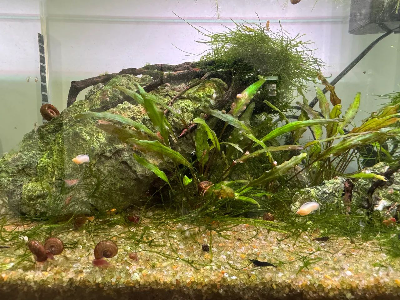 Aquário de 20l - Foto 5