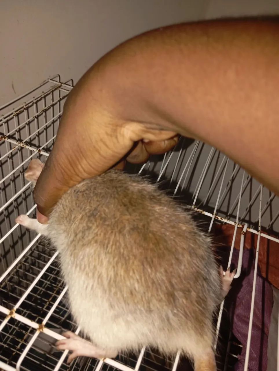 Ratinho de estimação (provavelmente está prenha) - Foto 2