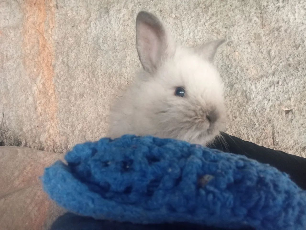 Coelho filhote  - Foto 5