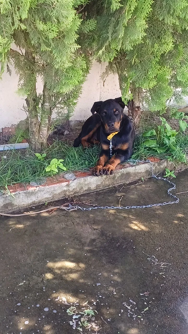 Filhote de Rottweiler