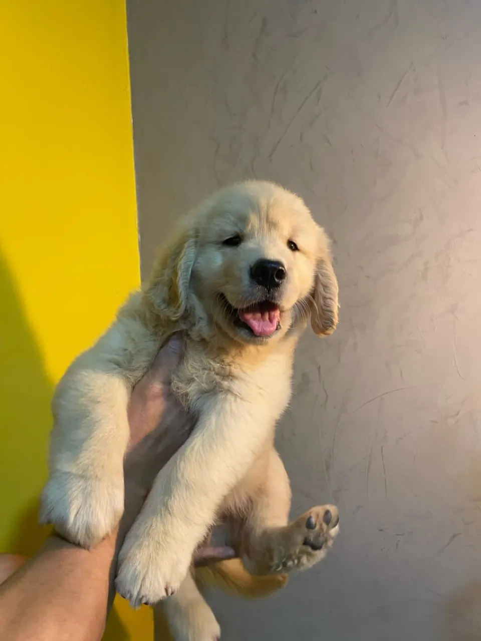 Filhotes de Golden Retriever