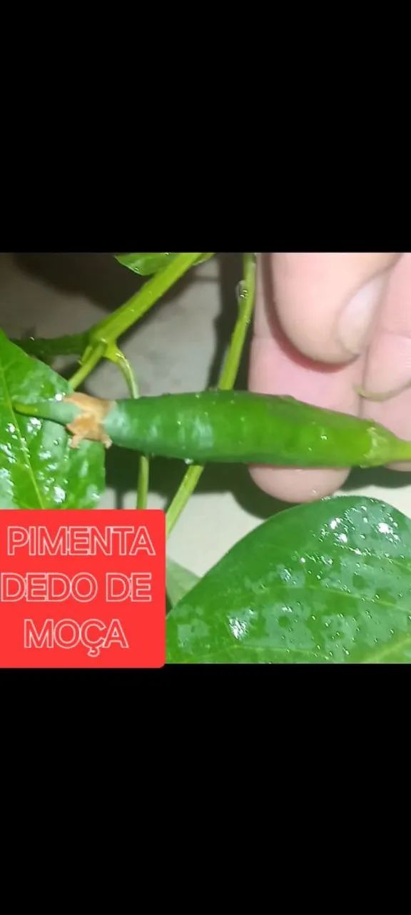 Mudas Frutiferas e outras Morangos Gigantes,  - Foto 4