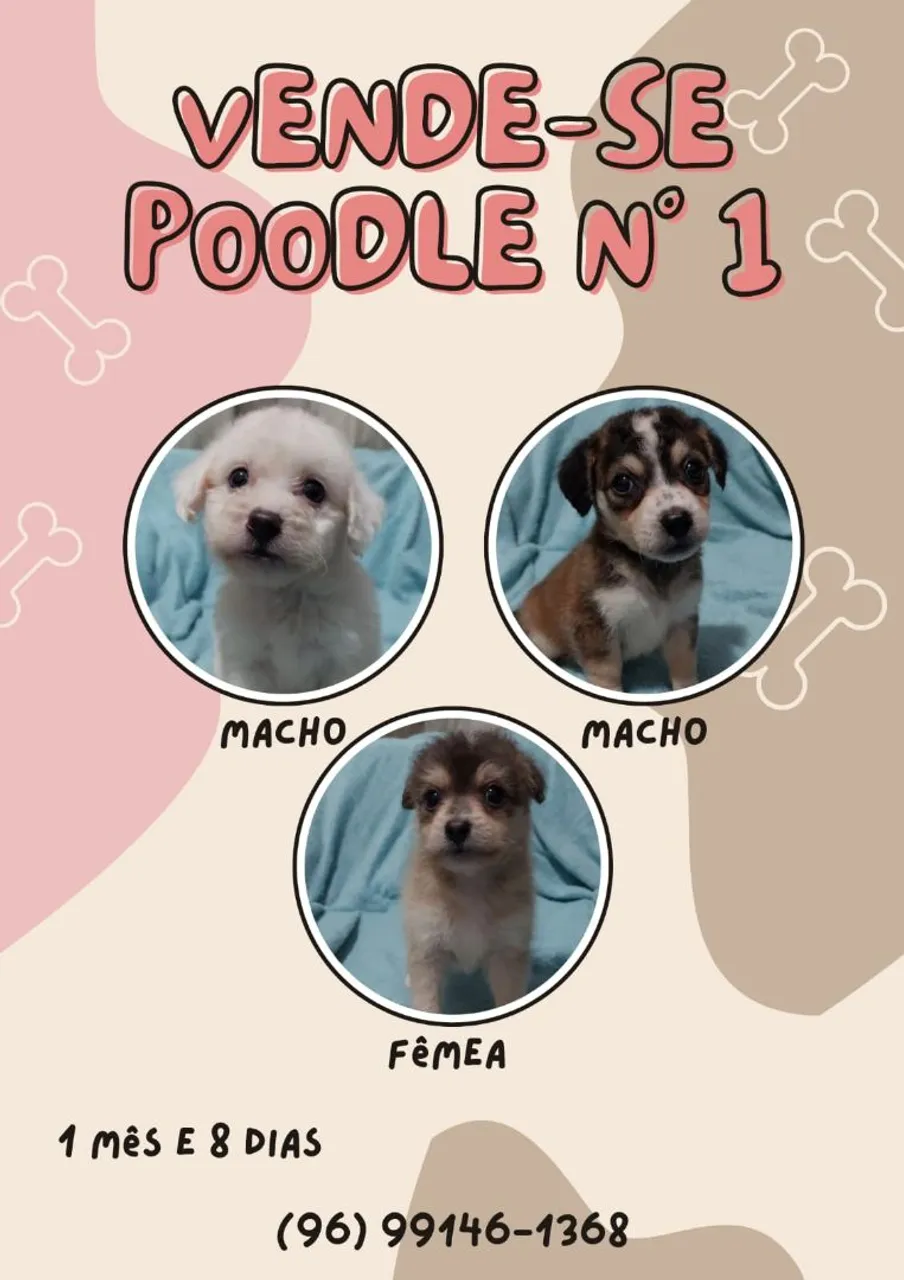 Filhotes de Poodle - 1 mês e 8 dias