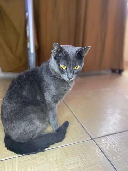 Russiano BLUE lindos  - Foto 5