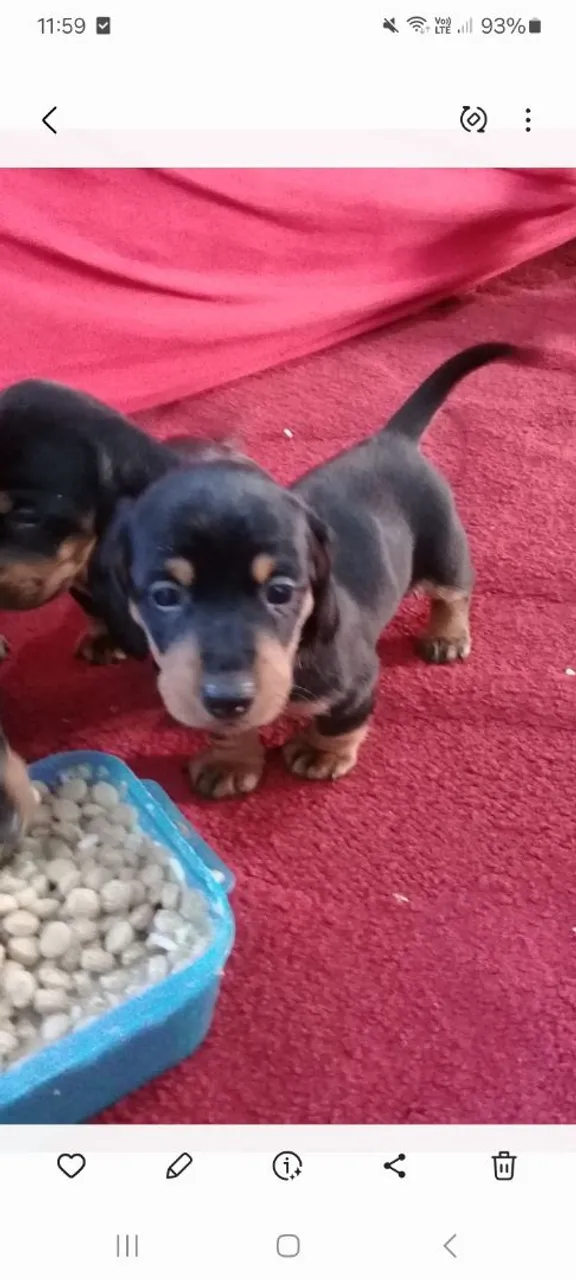 Filhotes de Dachshund(linguicinha)à venda