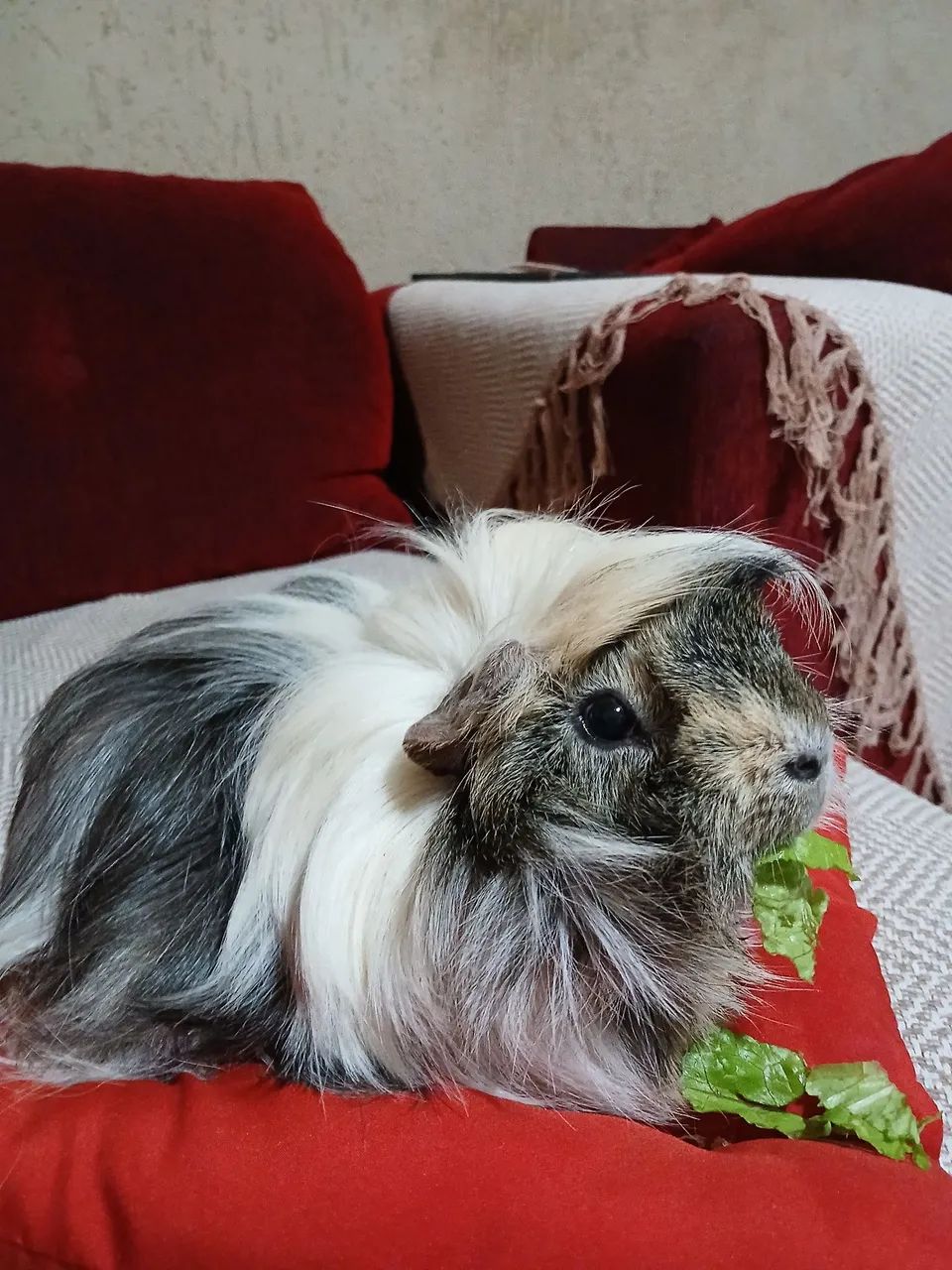 Porquinho da Índia Peruano pelo longo - Foto 6