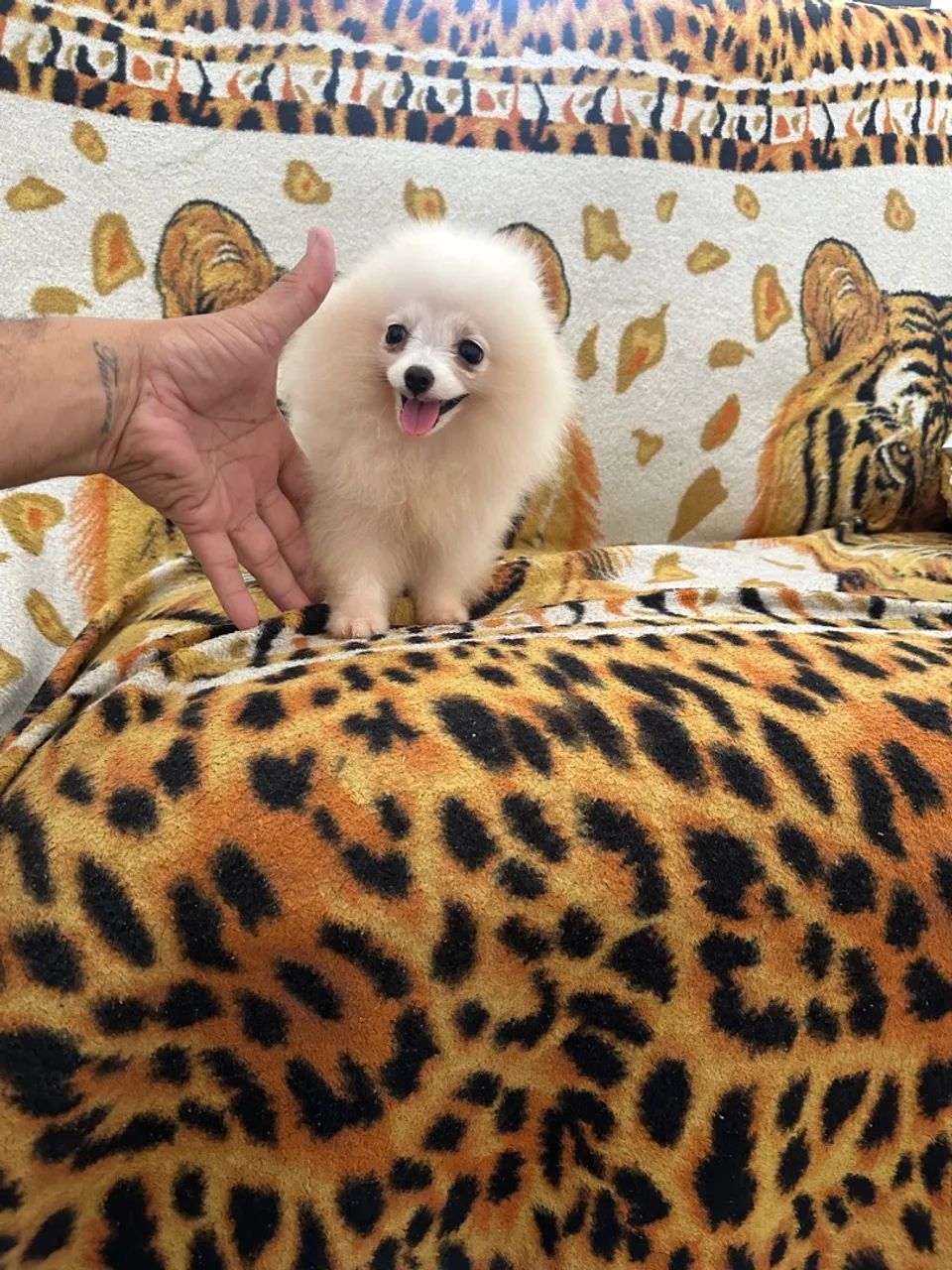 Lulu da Pomerania branco  - Foto 4