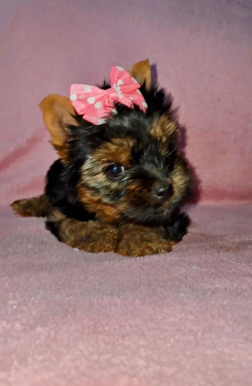 Yorkshire Terrier fêmea  - Foto 2
