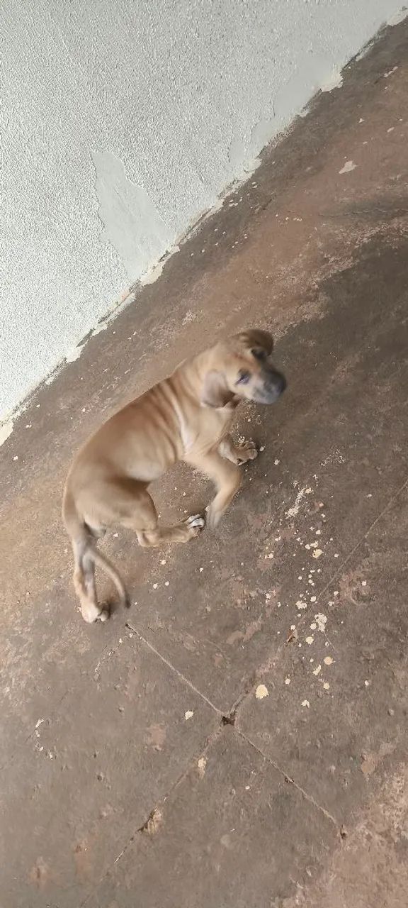 Vendo uma Filhote de Fila Brasileiro!!! - Foto 4