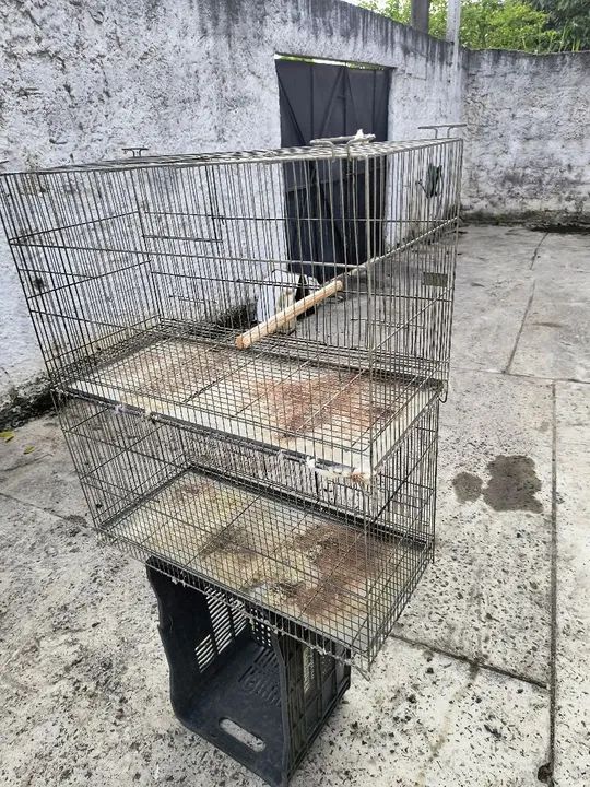 Gaiola criadeiras  - Foto 2